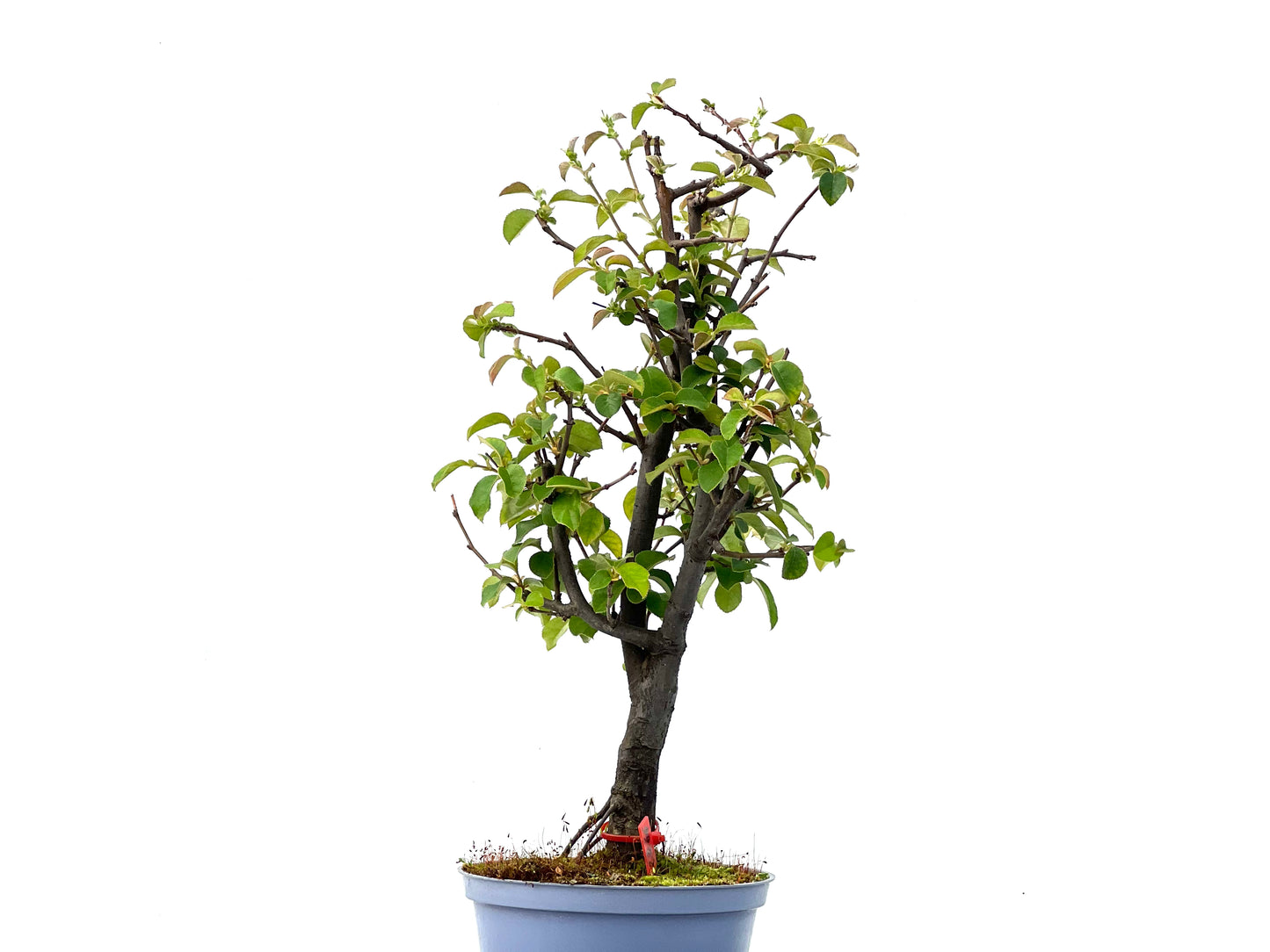 Pseudocidonia Sinensis 2266