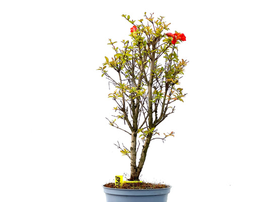 Punica Granatum Nana 2268