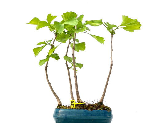 Ginkgo Biloba 2273