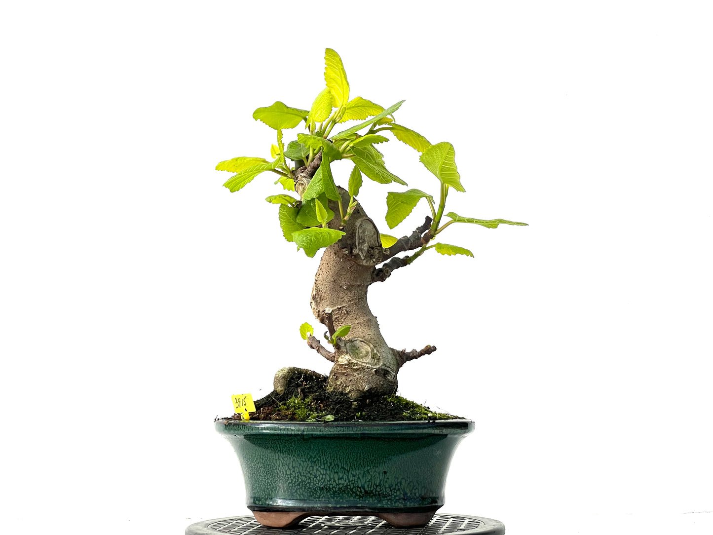 Ficus Carica 3915