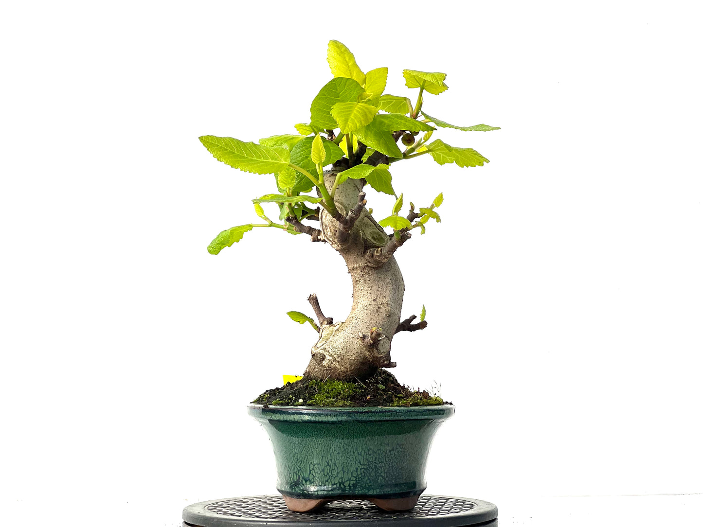 Ficus Carica 3915