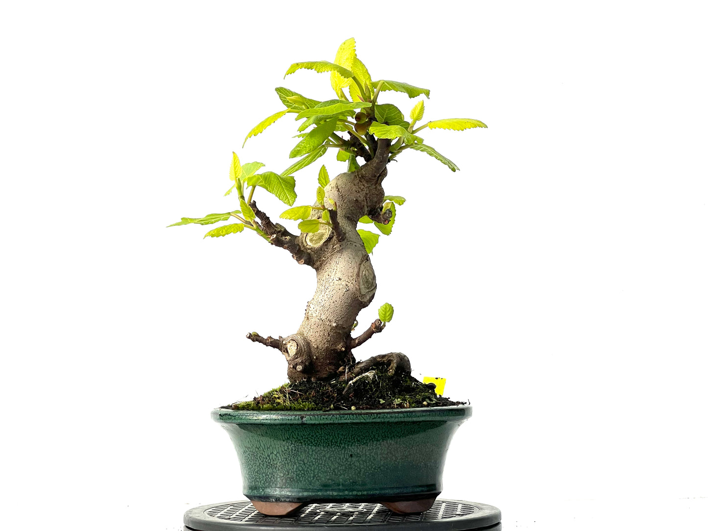 Ficus Carica 3915
