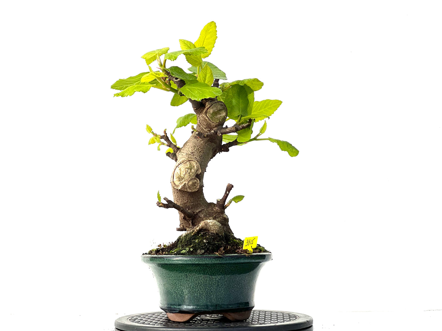 Ficus Carica 3915