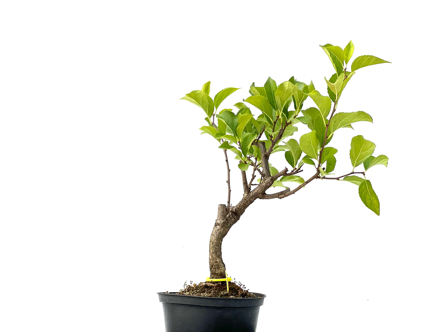 Celastrum Orbiculatus 2271