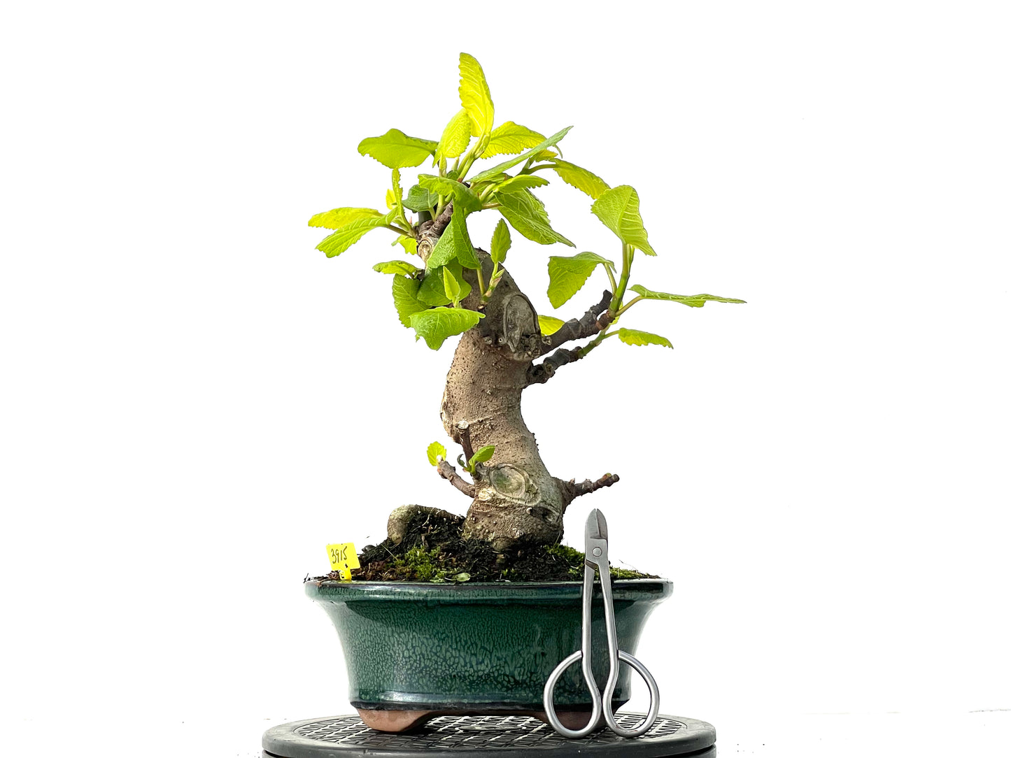 Ficus Carica 3915