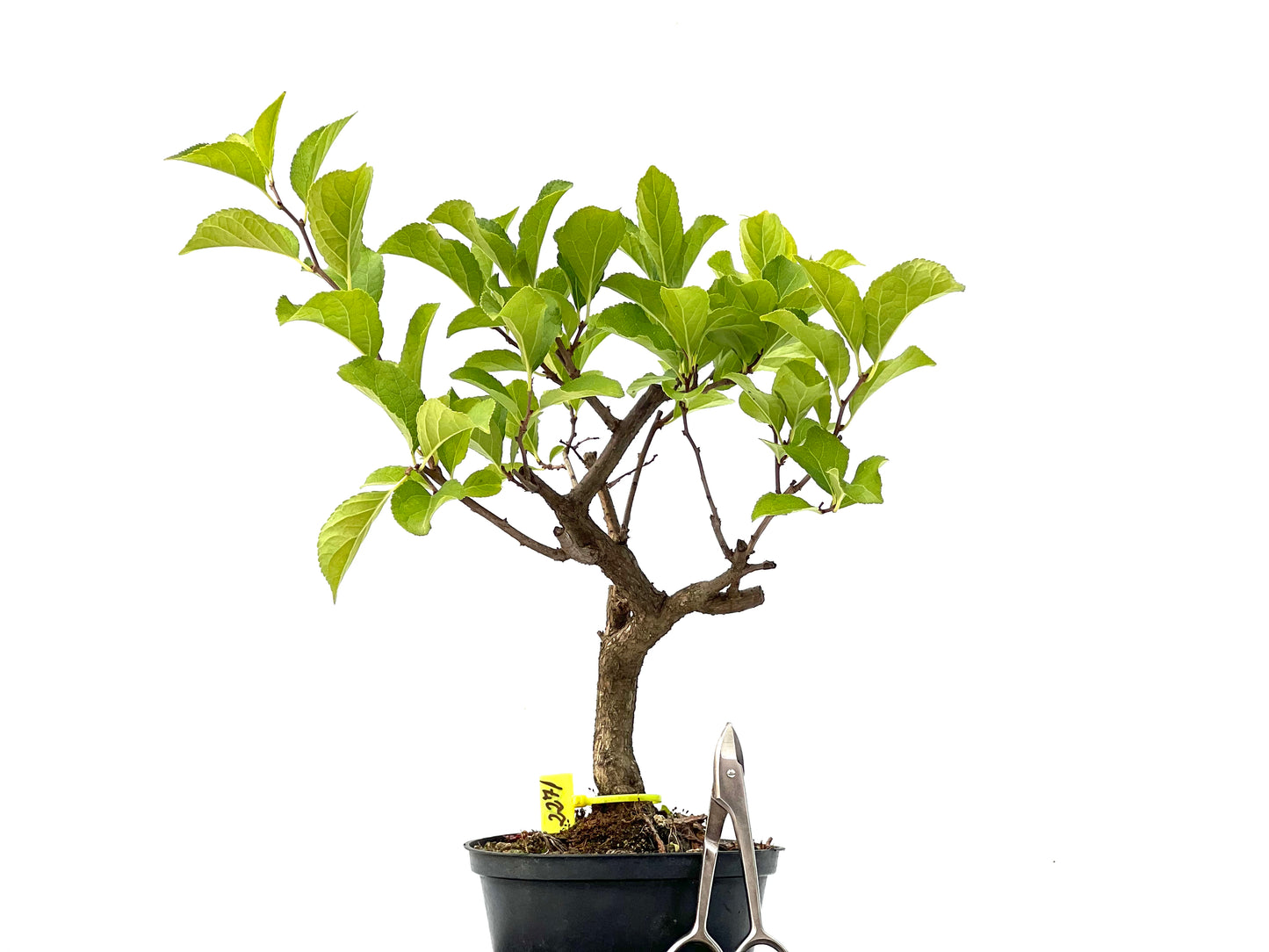 Celastrum Orbiculatus 2271