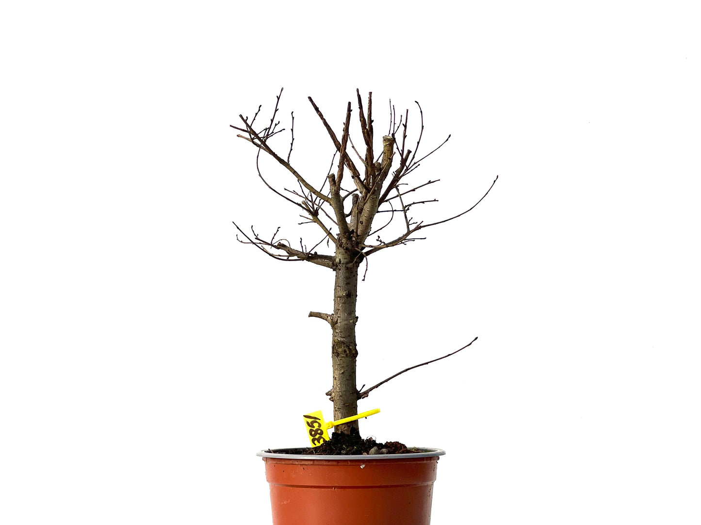 Ulmus Minor 3851