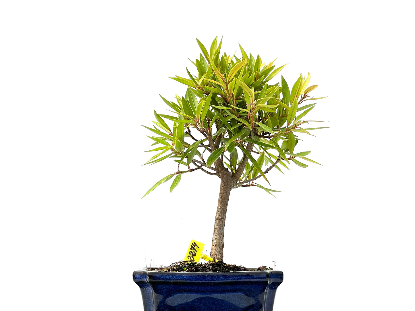 Ficus Nerifolia 2274