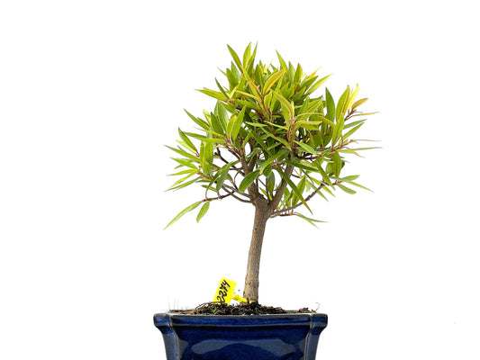 Ficus Nerifolia 2274