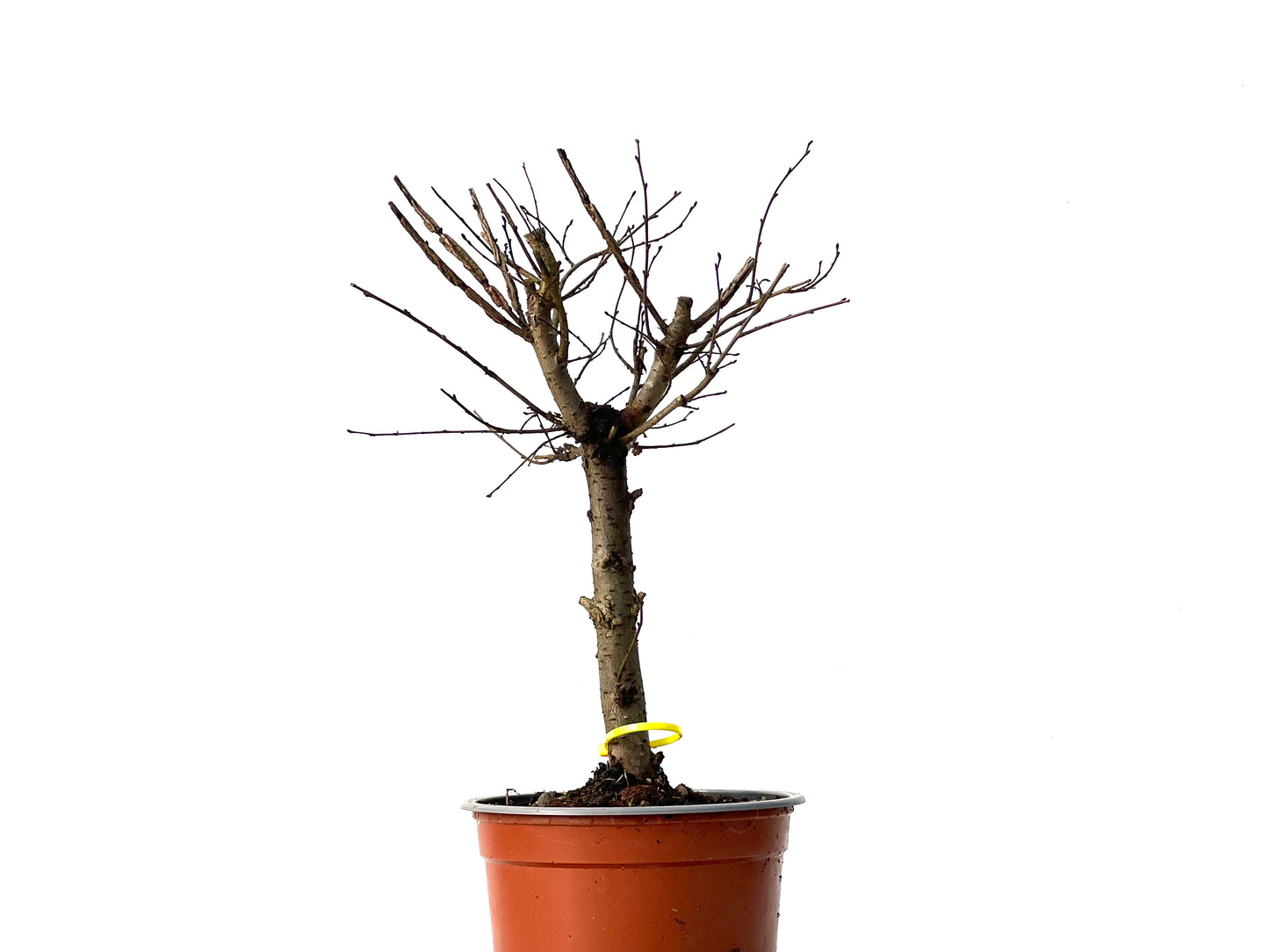 Ulmus Minor 3851