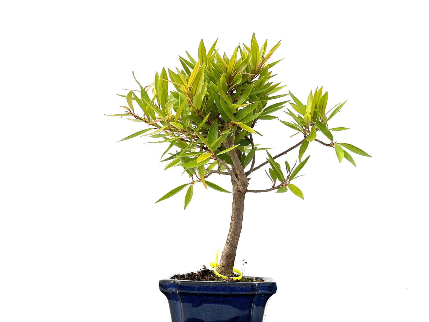 Ficus Nerifolia 2274