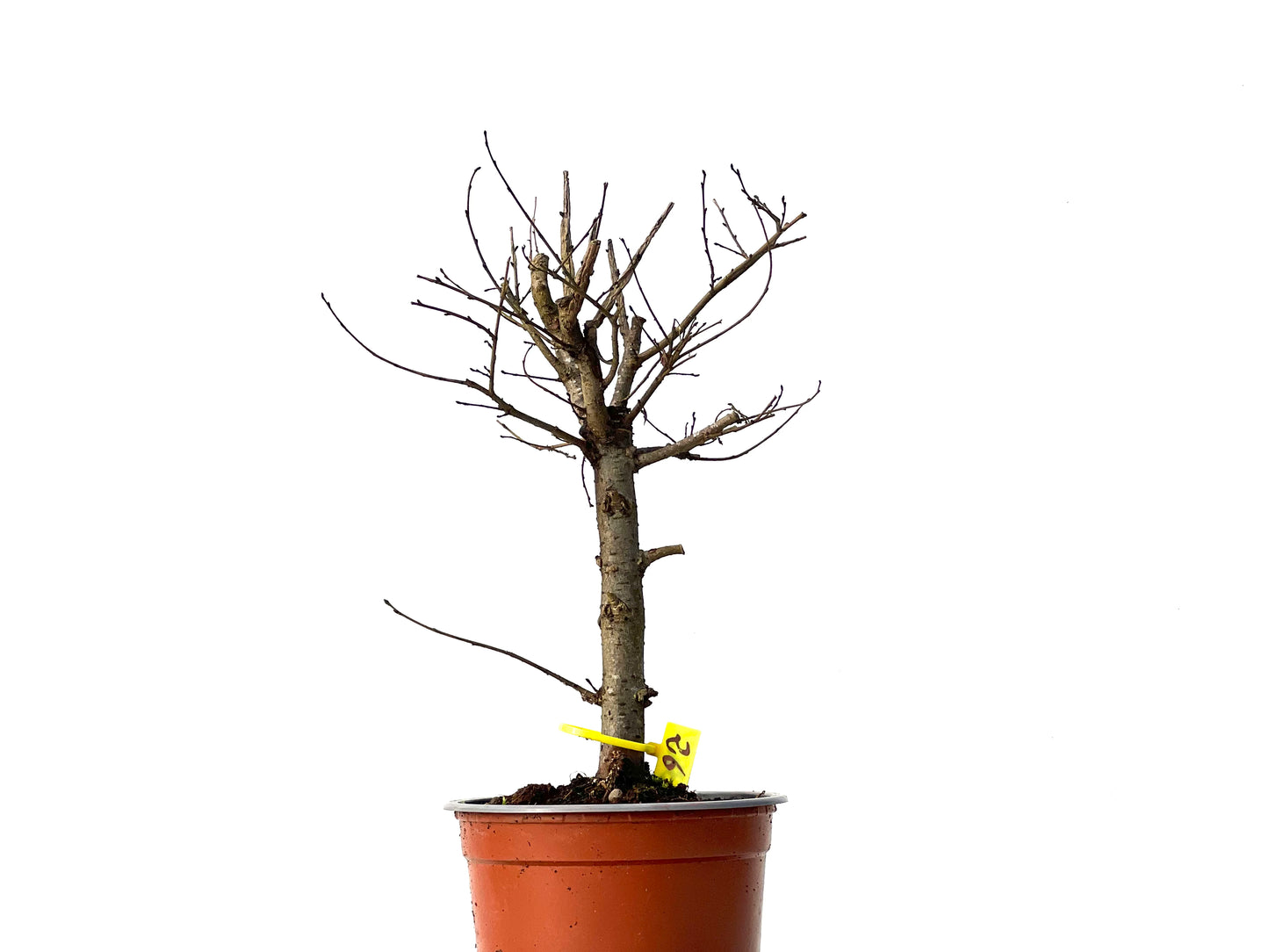 Ulmus Minor 3851