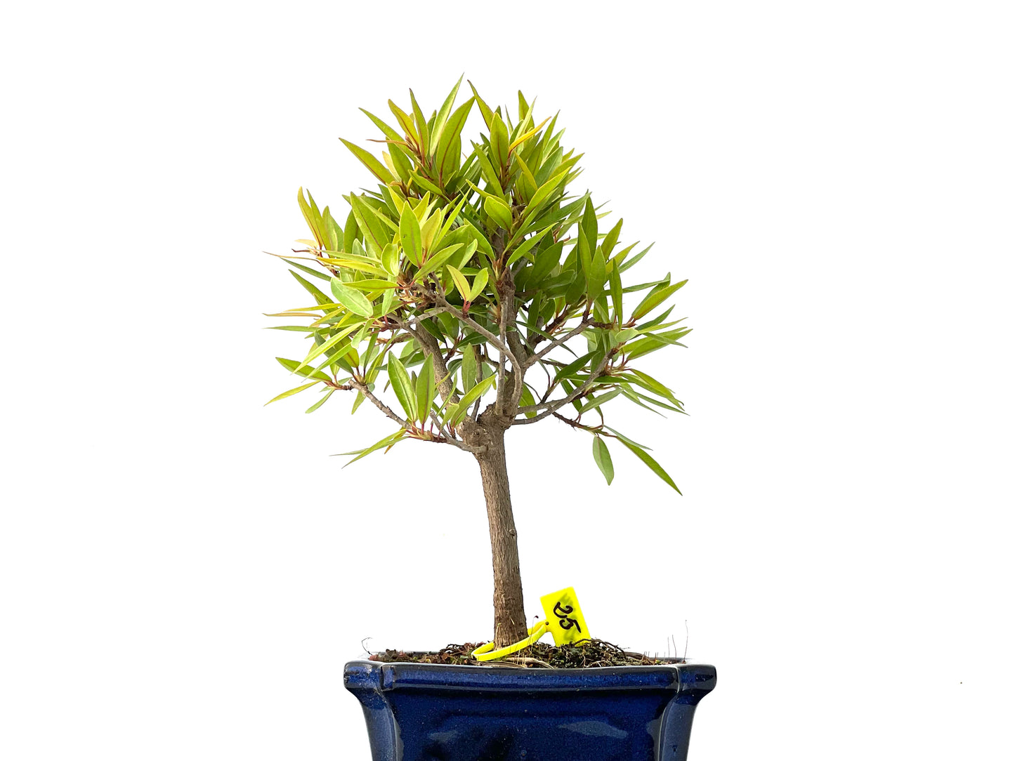 Ficus Nerifolia 2274