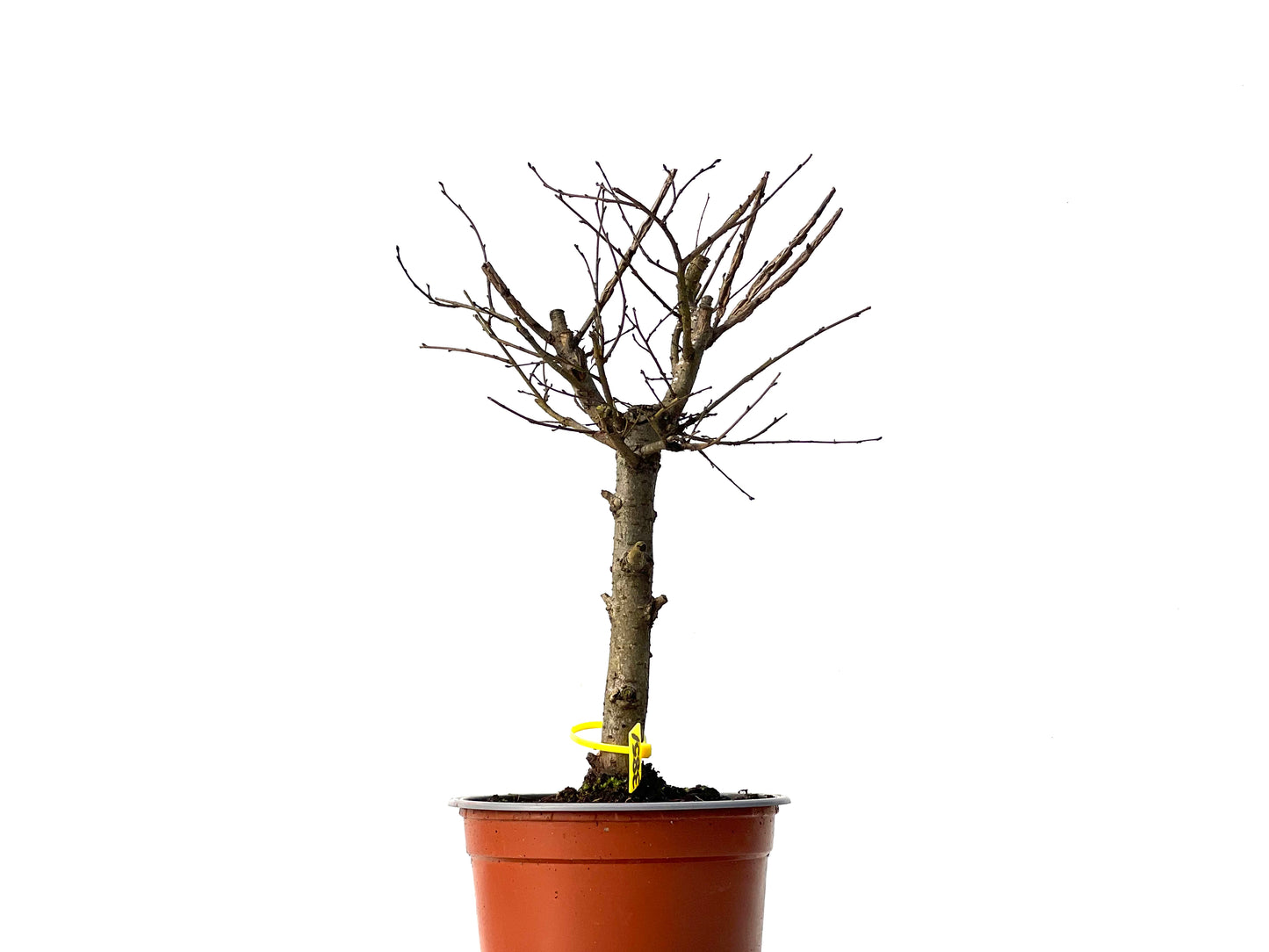 Ulmus Minor 3851