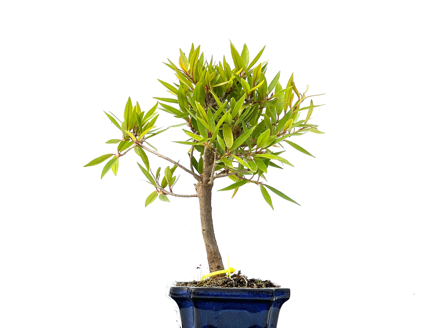 Ficus Nerifolia 2274