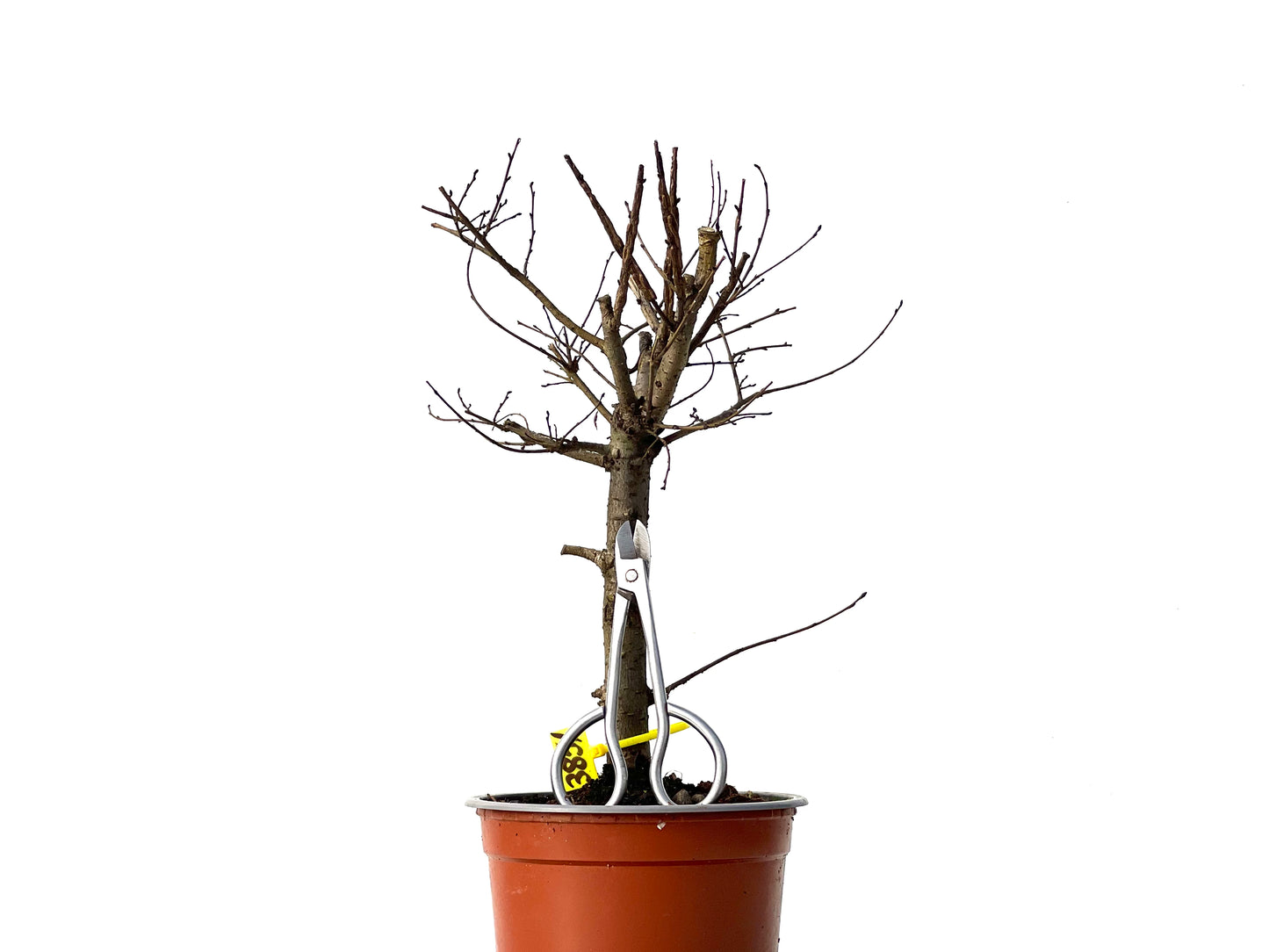 Ulmus Minor 3851