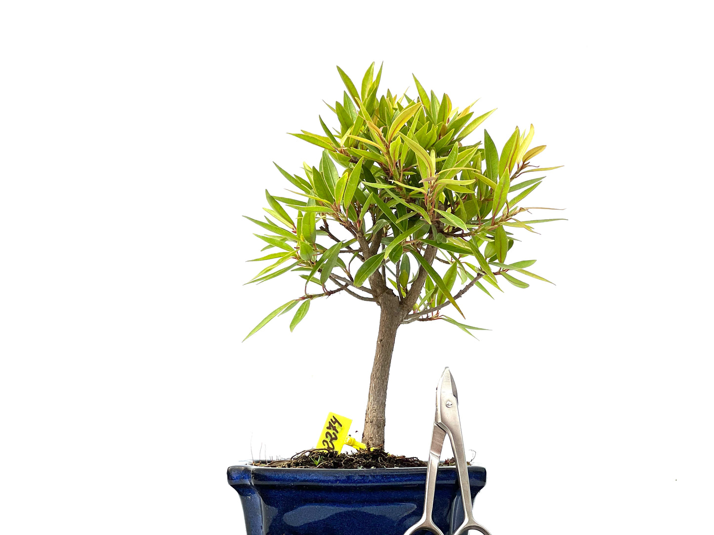 Ficus Nerifolia 2274
