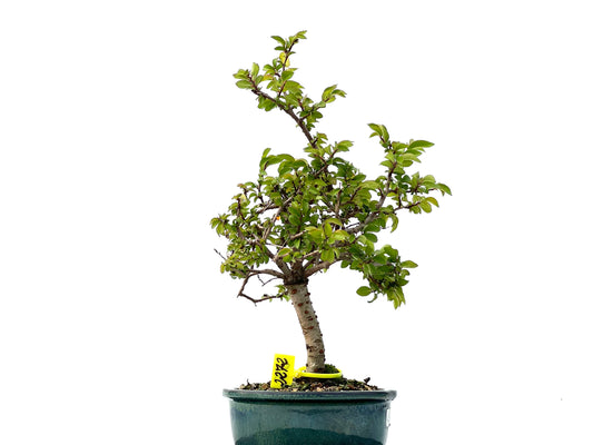 Ulmus Parvifolia 2272