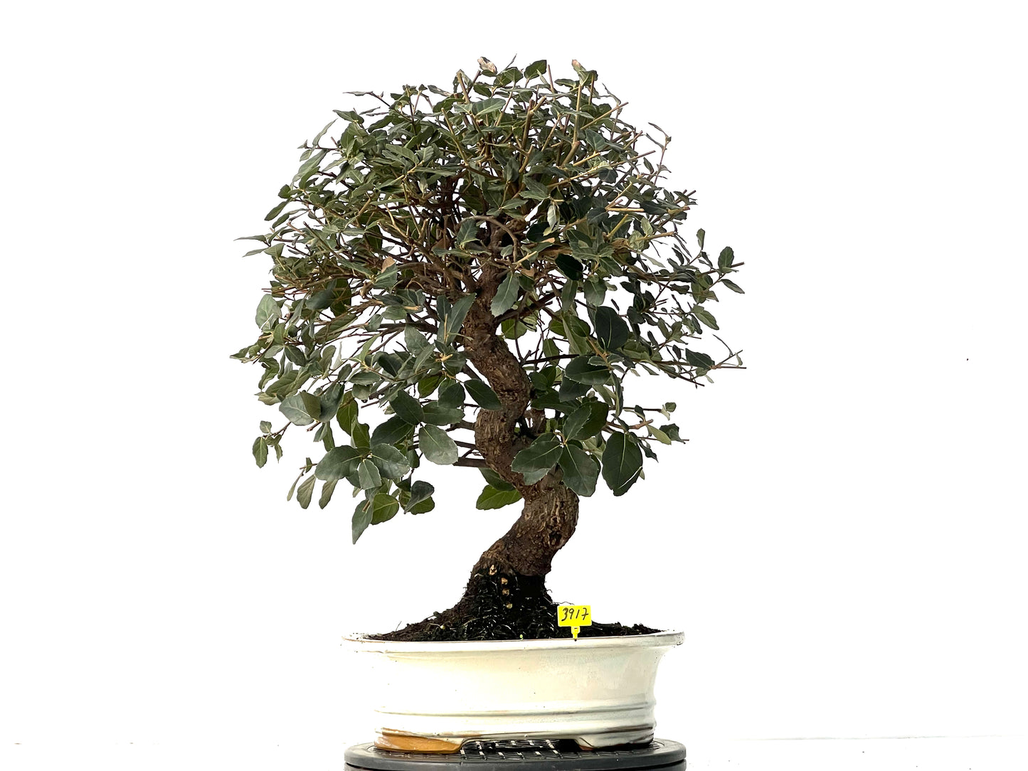 Quercus Suber 3917