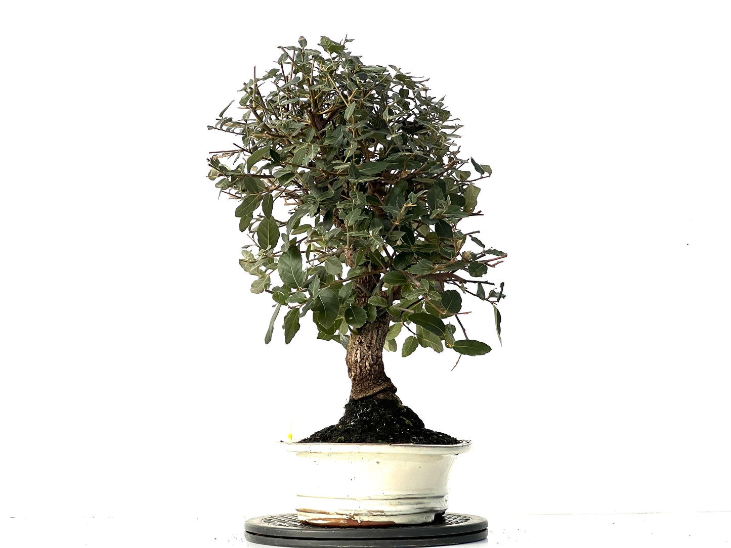 Quercus Suber 3917