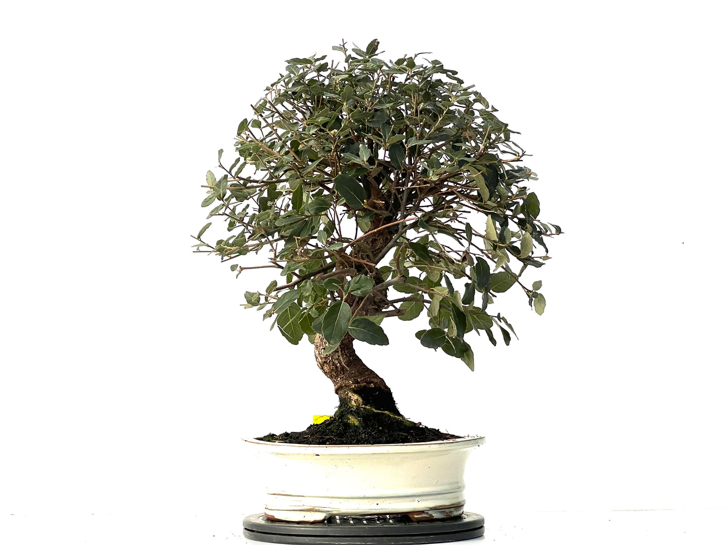 Quercus Suber 3917
