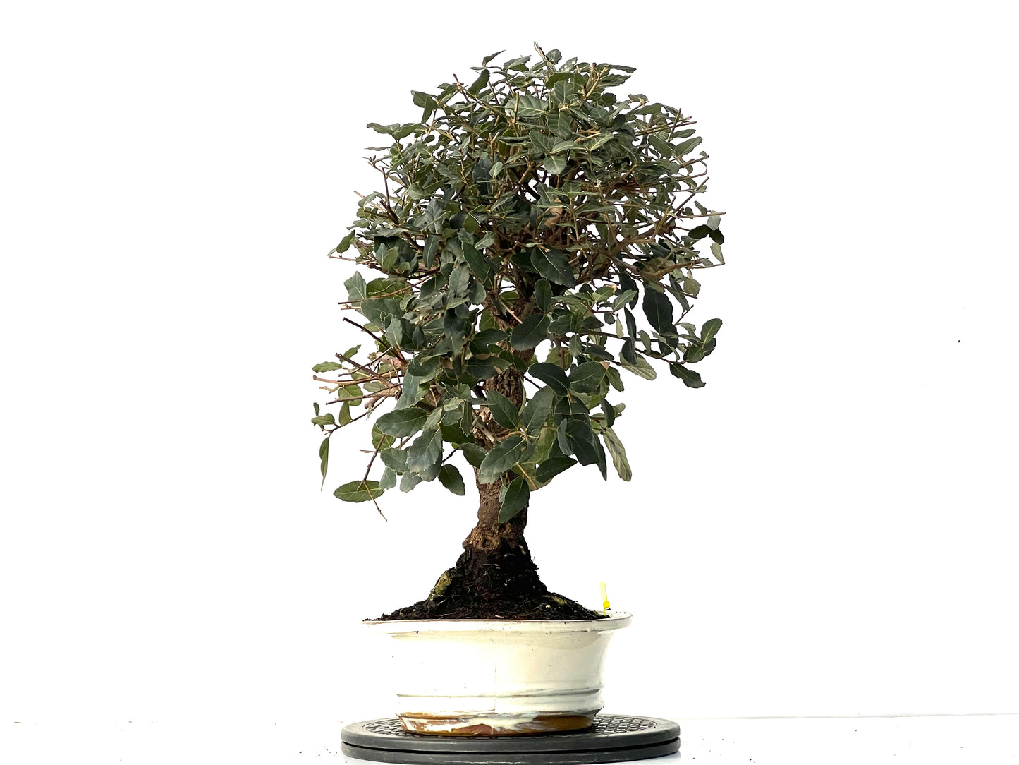 Quercus Suber 3917