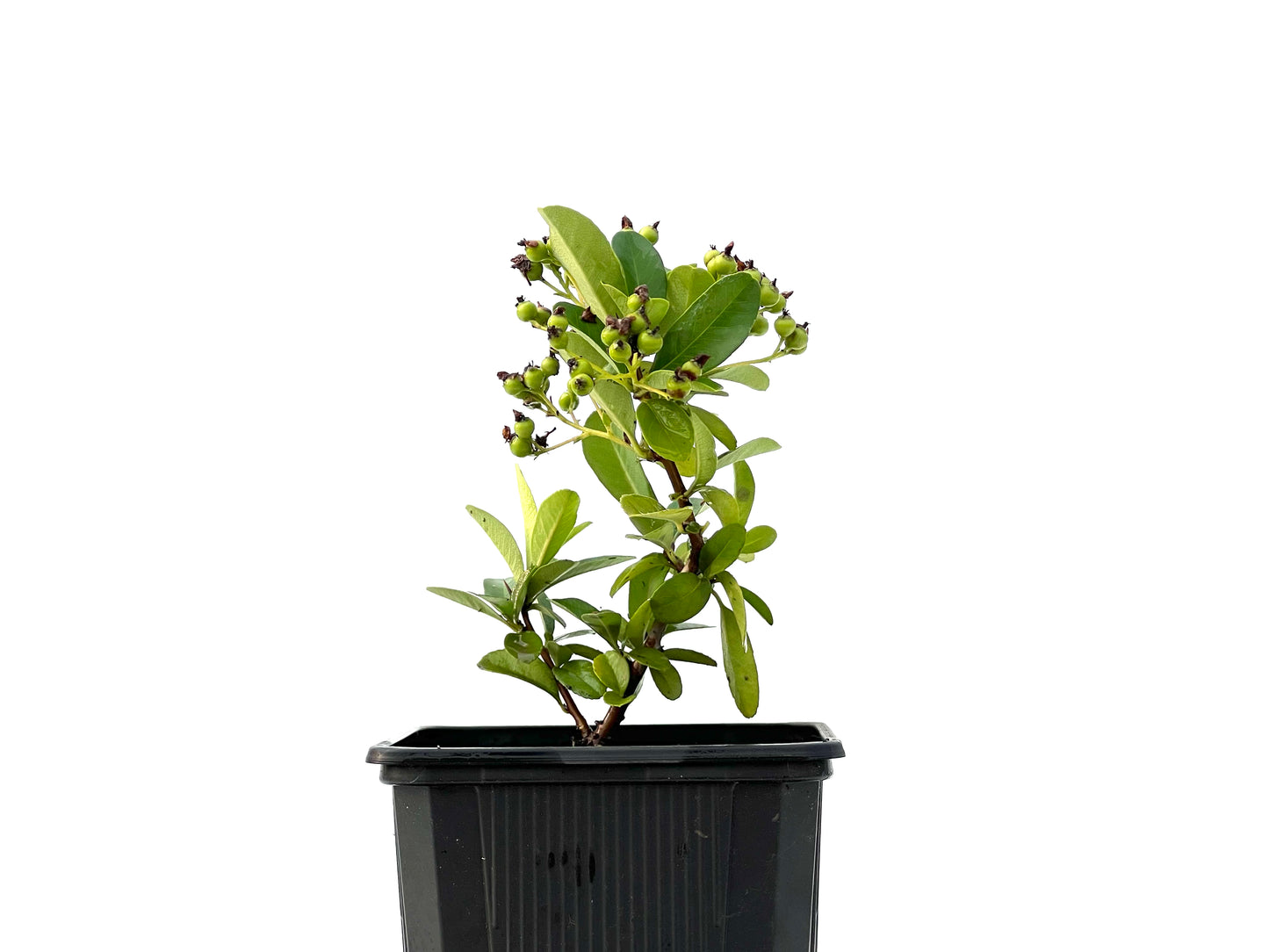 Pyracantha