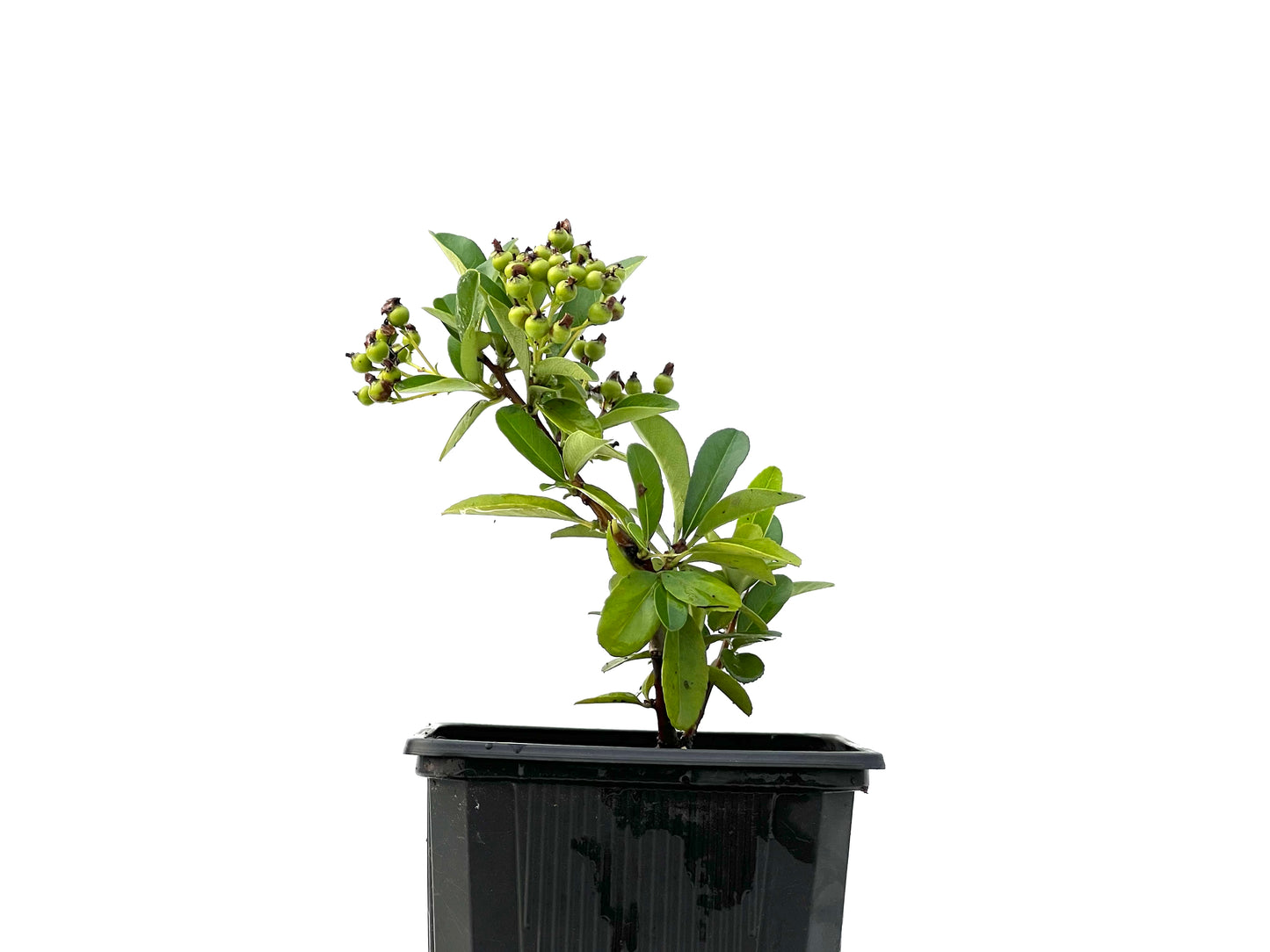Pyracantha