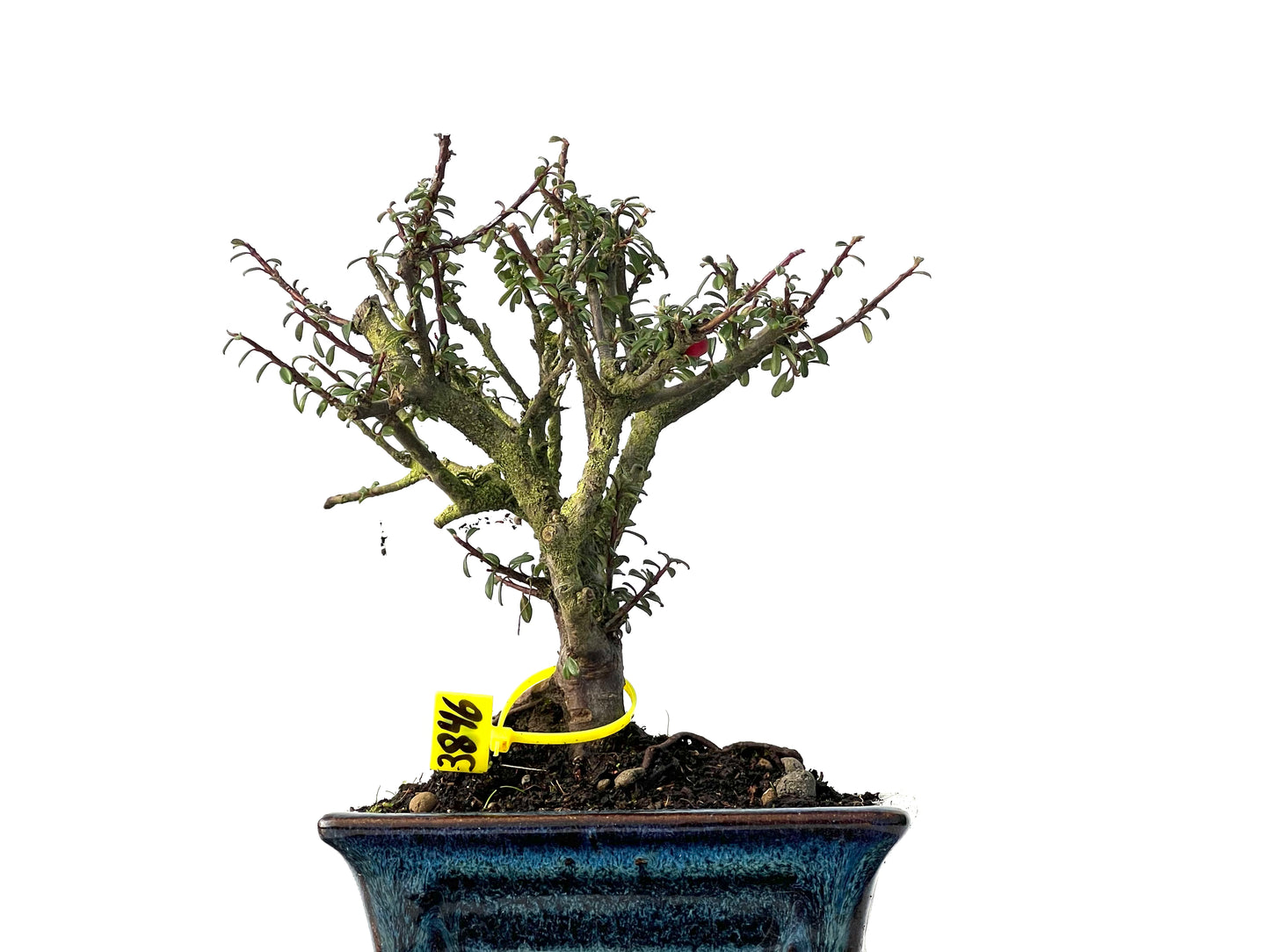 Cotoneaster Microphylla 3846