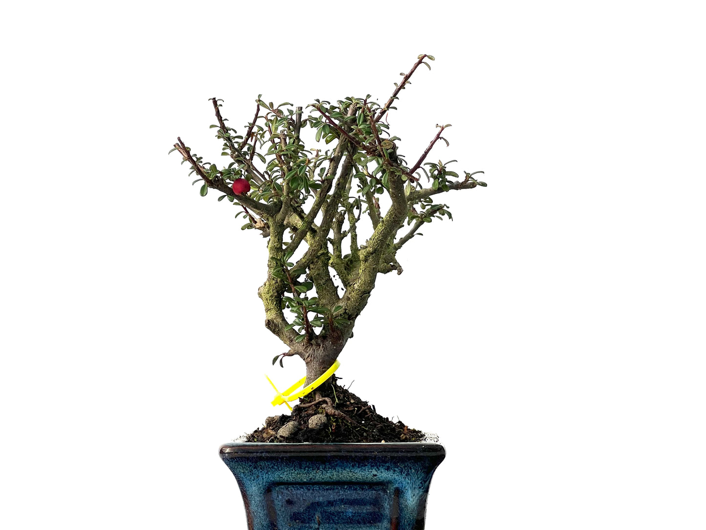 Cotoneaster Microphylla 3846