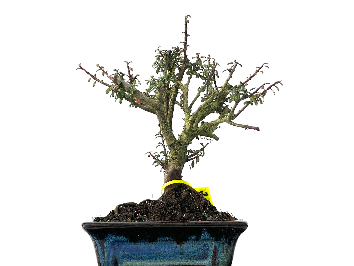 Cotoneaster Microphylla 3846