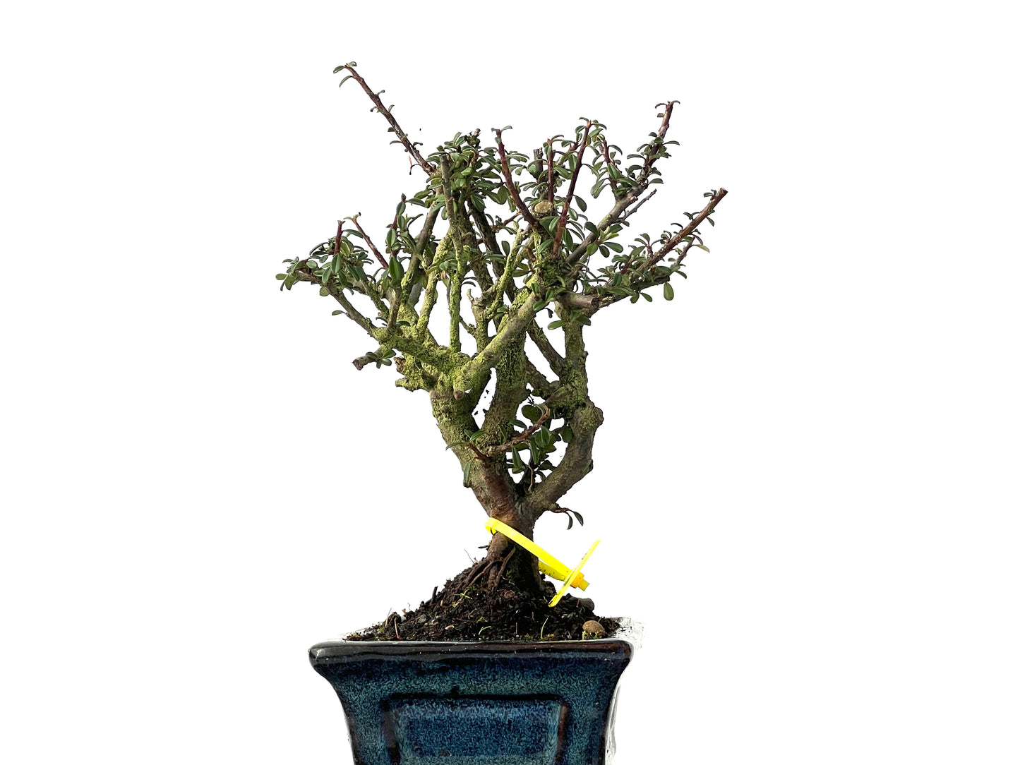 Cotoneaster Microphylla 3846