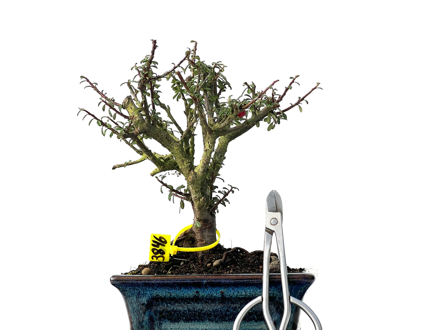 Cotoneaster Microphylla 3846