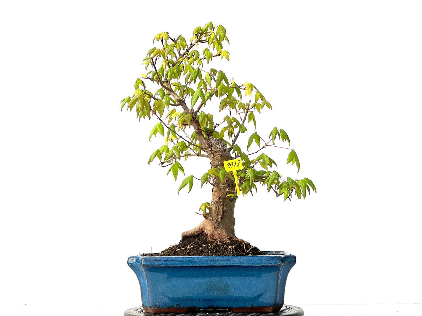 Acer Burgerianum 3918