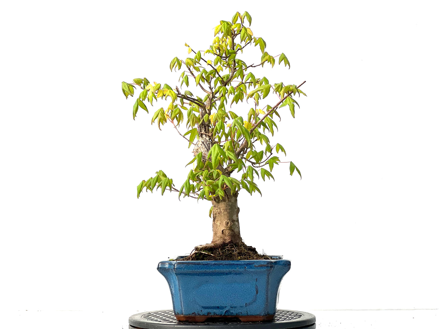 Acer Burgerianum 3918