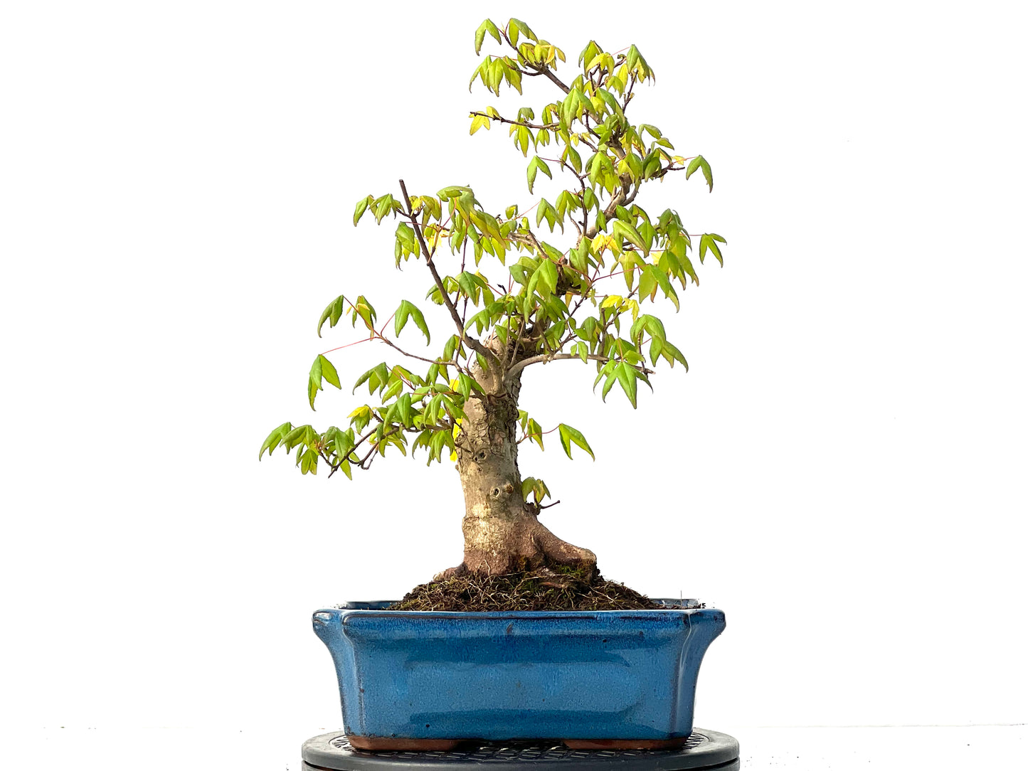 Acer Burgerianum 3918