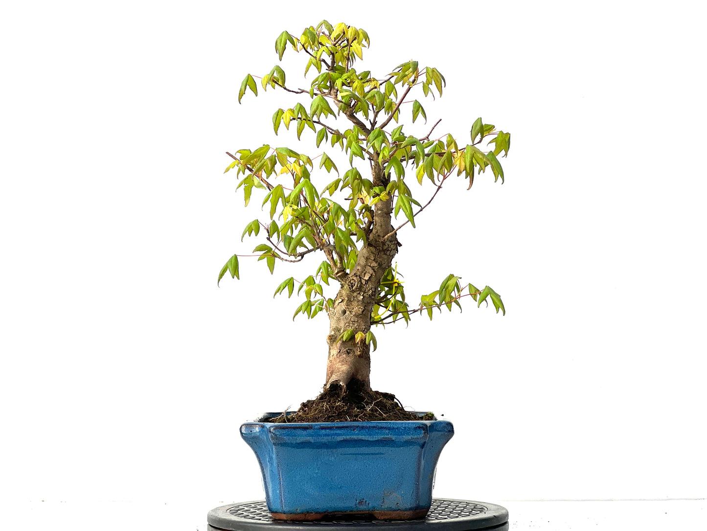 Acer Burgerianum 3918