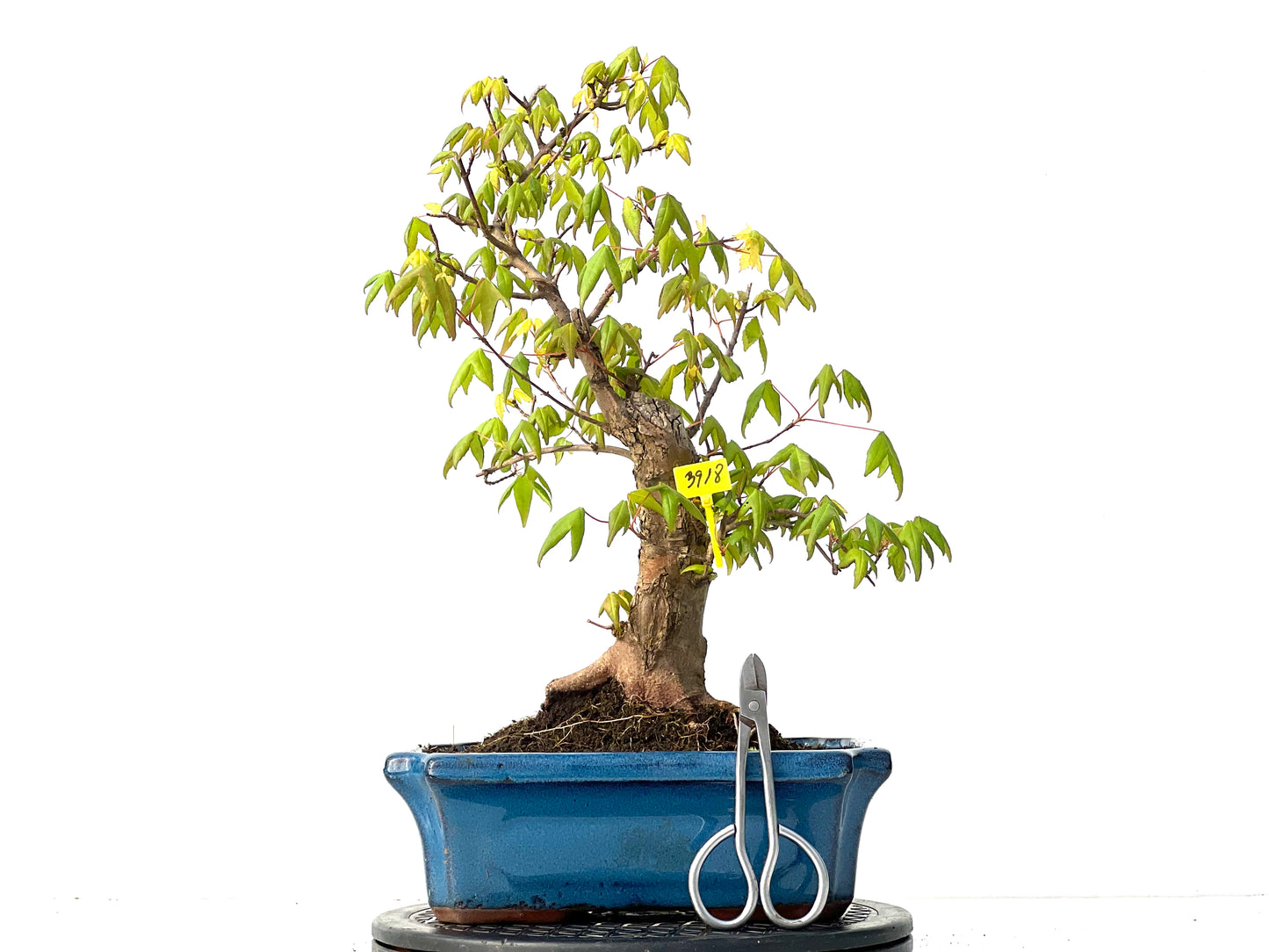 Acer Burgerianum 3918
