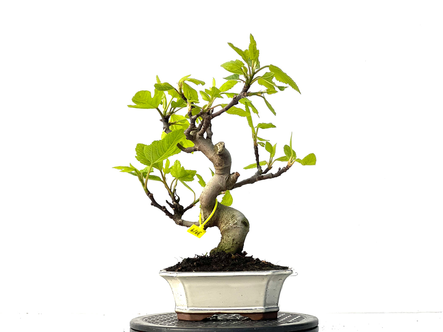 Ficus Carica 3919