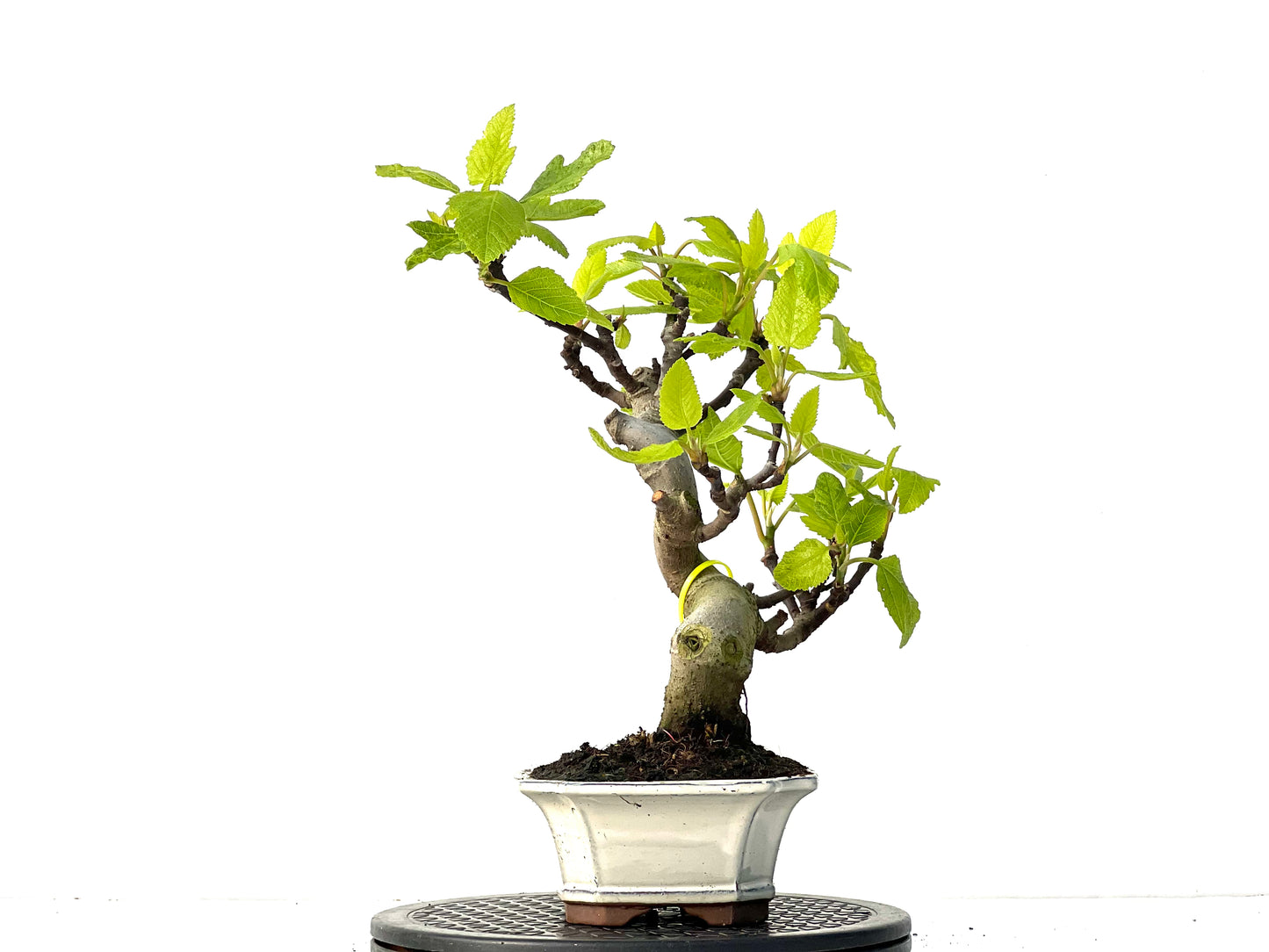 Ficus Carica 3919