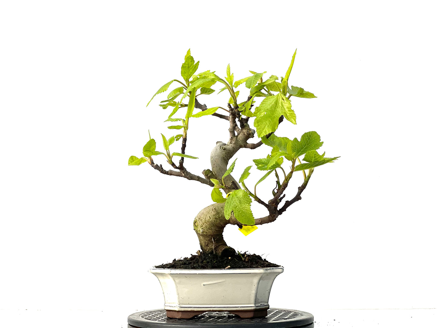 Ficus Carica 3919