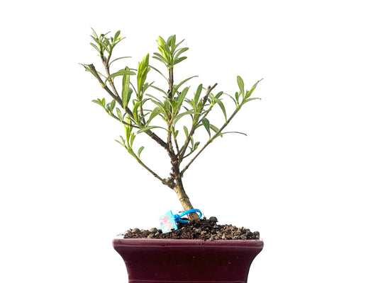 Gardenia Jasminoide 2296