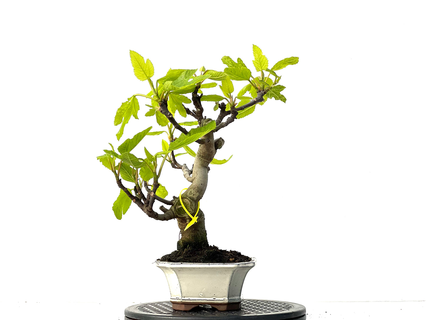 Ficus Carica 3919