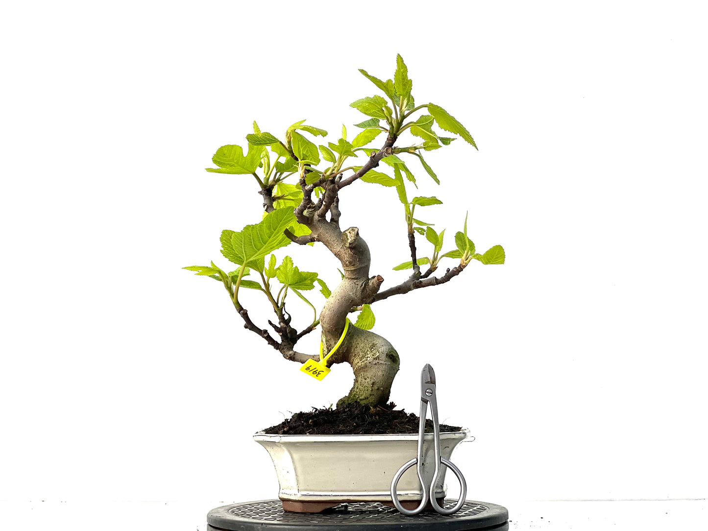 Ficus Carica 3919
