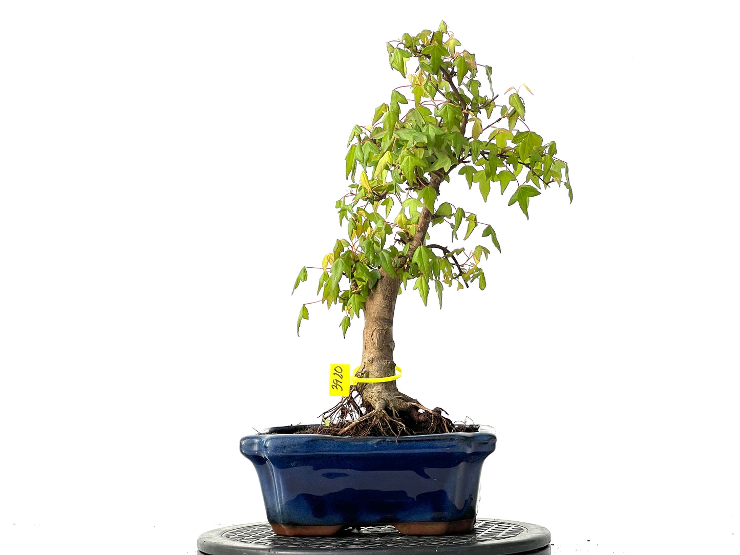 Acer Burgerianum 3920