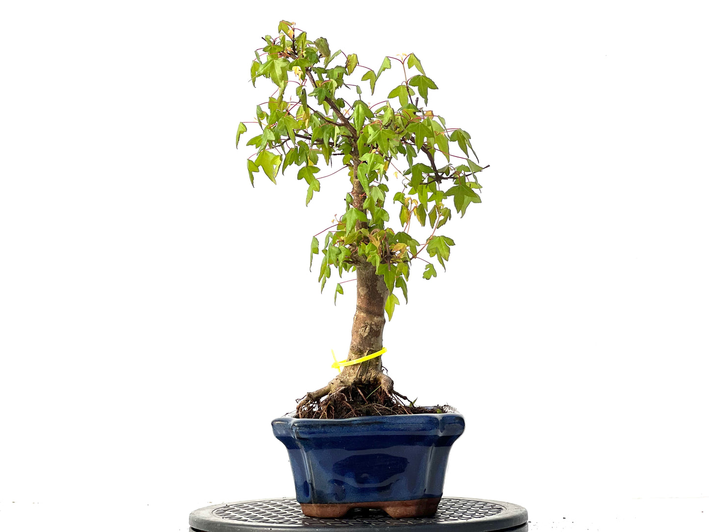 Acer Burgerianum 3920