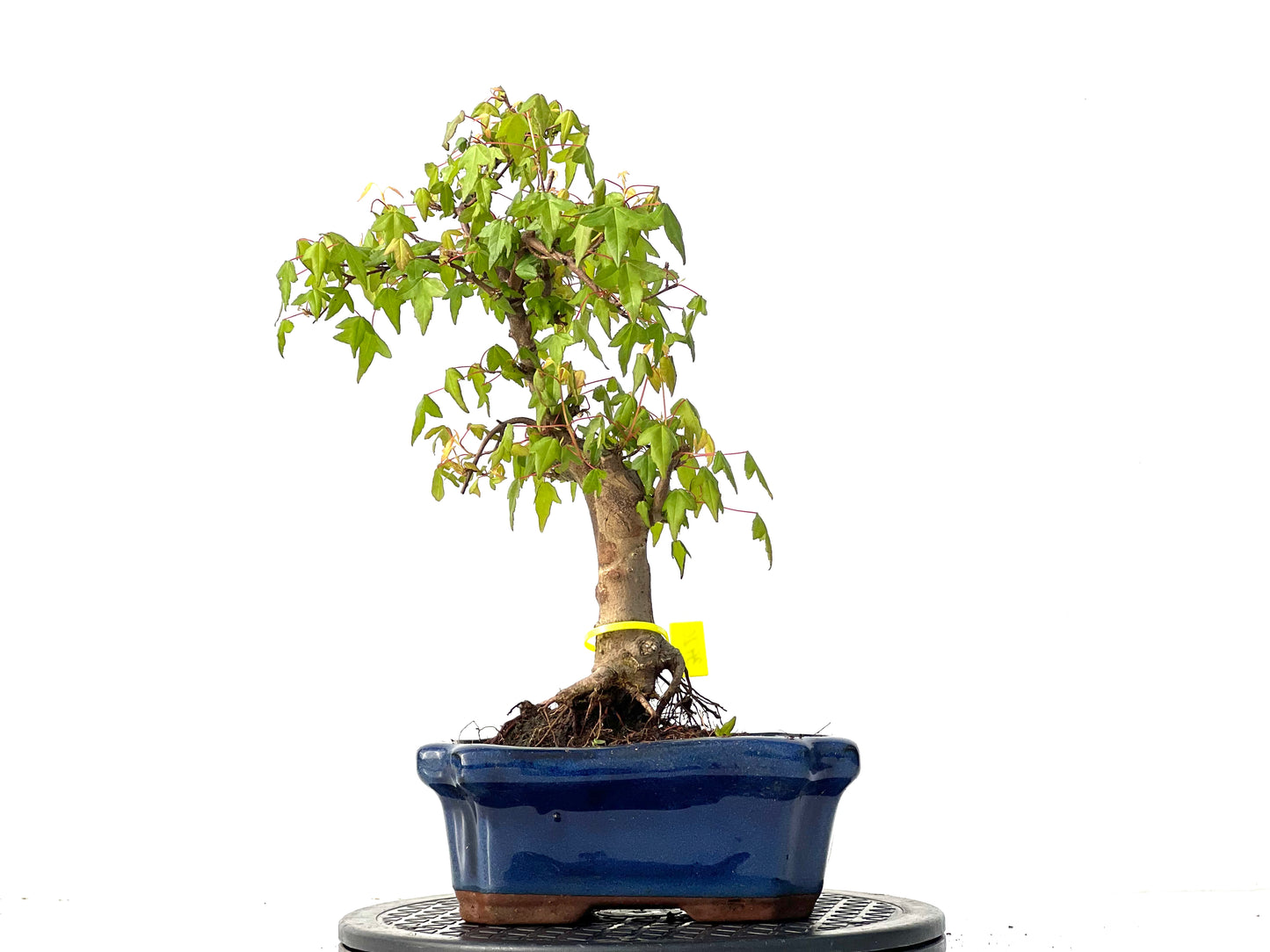 Acer Burgerianum 3920