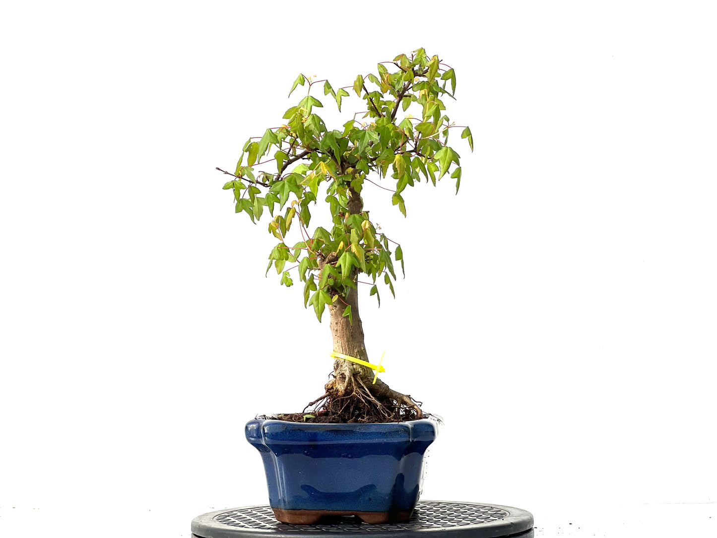 Acer Burgerianum 3920