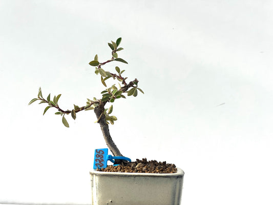 Cotoneaster Franchetti 2285