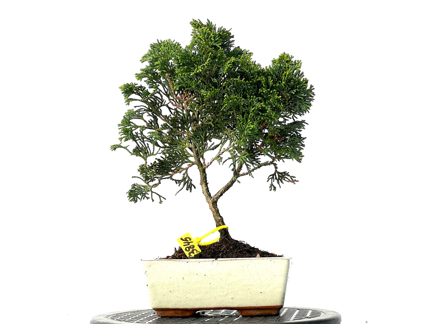 Chamaecyparis Obtusa Nana 3845